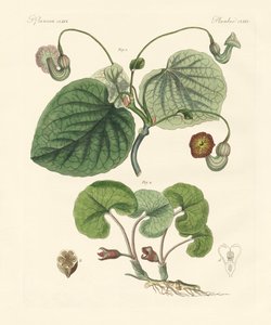 Typer aristolochia-planter (farget gravering) av German School