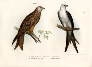 Kite, 1864 av German School
