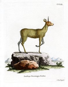 Klipspringer (farget gravering) av German School
