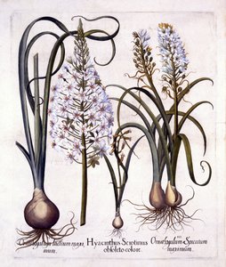 Late Hyacinth and Star-Of-Bethlehem, fra Hortus Eystettensis, av Basil Besler (1561-1629), pub. 1613 (håndfarget gravering) av German School
