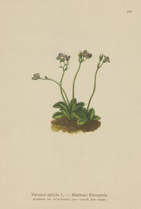 Speedwell med bladløs stamme (Veronica aphylla) av German School
