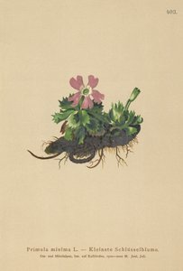 Minste Primrose (Primula minima, Auriculastrum primula, Primula veris) av German School