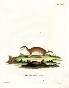 Least Weasel (farget gravering) av German School