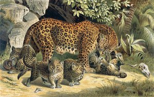 Leopard, tallerken fra Brehm