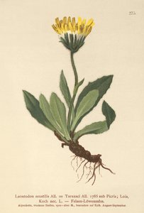 Lesser Hawkbit (Leontodon saxatilis, Leontodon Taraxaci) av German School