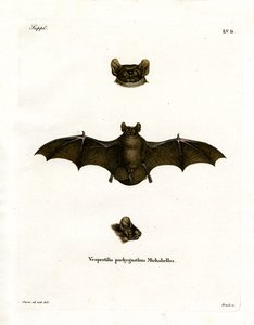 Lesser Noctule Bat (farget gravering) av German School