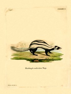 Libysk Striped Weasel (farget gravering) av German School