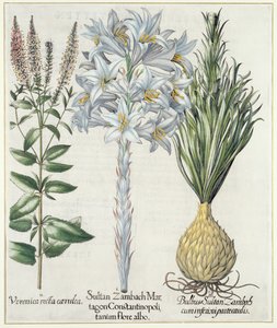 Lilje: 1. Sultan Zambach Martagon av Konstantinopel hvit blomst 2. Veronica recta carnlea 3. Bulbus Sultan Zambach cuminfeunipartecaulis, fra Hortus Eystettensis av Basil Besler (1561-1629), pub. 1613 av German School
