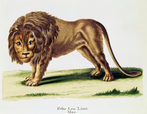 Løve (Felis leo), fra Pattedyr illustrert fra Nature med beskrivelser, av Johann Christian Daniel von Schreber (1739-1810), gravering av HI Tisroff, bind 3, tabell 97-A, Tyskland av German School