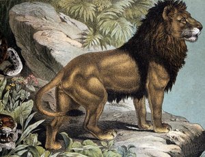 Lion - i "Natural History of Pattedyr", red. Schreiber, München av German School