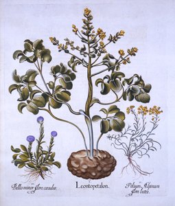 Lions Leaf and Alpine Flowers, fra Hortus Eystettensis, av Basil Besler (1561-1629), pub. 1613 (håndfarget gravering) av German School