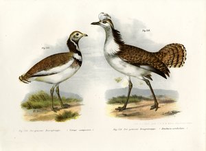 Lille bustard, 1864 av German School