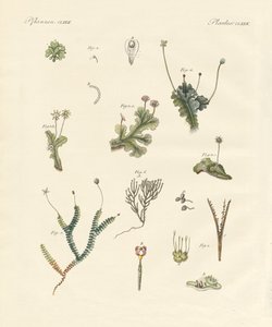 Liverworts (farget gravering) av German School