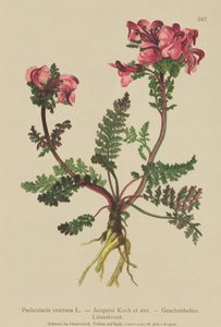 Langneset lomus (Pedicularis rostrata) av German School