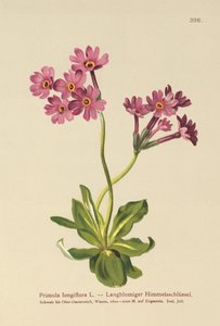 Langblomstret Primrose (Primula longiflora) av German School