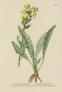 Langnebb gul lusurt (Pedicularis tuberosa) av German School