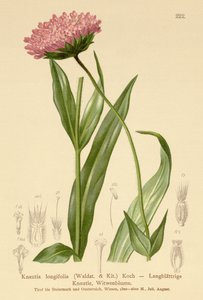 Langbladet enkeblomst (Knautia longifolia) av German School