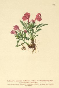Lusurt (Pedicularis geminata, Pedicularis Portenschlagii, Pedicularis pumila) av German School