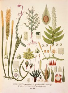 Lycopodium and Brachymenium, bord XX fra 