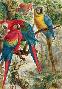 Macaws, tallerken fra Brehms Animal Life: General Knowledge of the Animal Kingdom, vol.5, s.60, utgitt av Bibliographic Institute, 1892 av German School