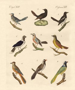 Magpies og jays av German School