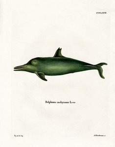 Malayan Dolphin (farget gravering) av German School