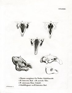 Manatee Skulls (farget gravering) av German School
