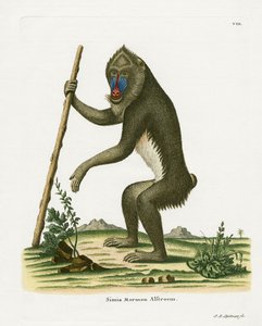 Mandrill (farget gravering) av German School