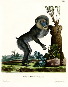 Mandrill (farget gravering) av German School
