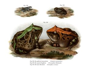 Marmorert firøyet frosk (farge litho) av German School