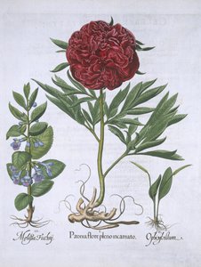 Melissa, Paeony og Odontoglossum, fra Hortus Eystettensis, av Basil Besler (1561-1629) pub. 1613 (håndfarget gravering) av German School