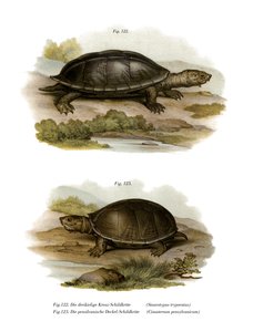 Meksikansk gigantisk moskusskilpadde (farge litho) av German School