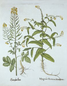 Gjærkarse og hvit sennep, fra Hortus Eystettensis, av Basil Besler (1561-1629), pub. 1613 (håndfarget gravering) av German School