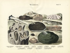 Bløtdyr, ca. 1860 (fargelitografi) av German School