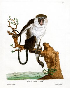 Mona Monkey (farget gravering) av German School