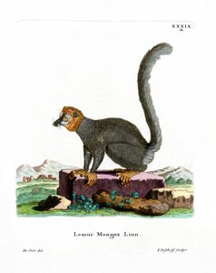 Mongoose Lemur (farget gravering) av German School