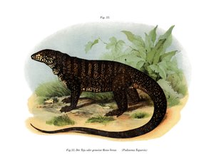 Monitor Lizard (farge litho) av German School