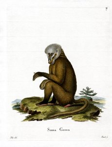 Monkey (farget gravering) av German School