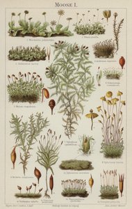 Moser (farge litho) av German School