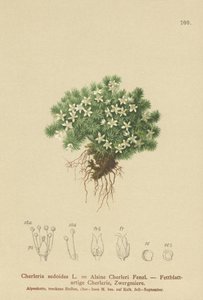 Mossy Cyphel (Cherleria sedoides, Minuartia sedoides, Alsine Cherleri) av German School