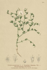 Fjellkylling (Stellaria cerasioides, Cerastium trigonum) av German School