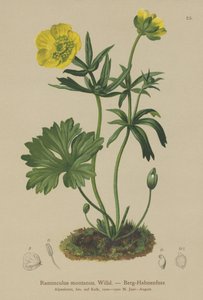 Fjellkråkefot (Ranunculus montanus) av German School