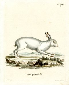 Fjellhare (farget gravering) av German School