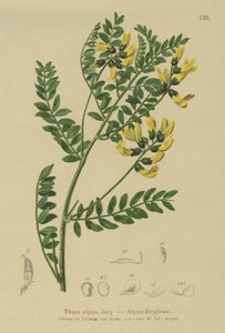 Fjelllinse (Phaca alpina, Astragalus alpinus, Astragalus penduliflorus, Colutea alpina, Phaca alpina, Tragacantha penduliflora) av German School