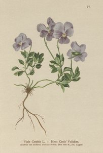 Mt. Cenis Pansy (Viola Cenisia) av German School