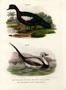 Moskusand, 1864 av German School