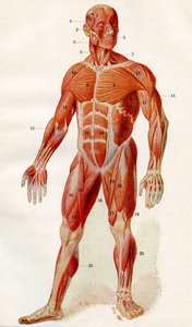 Menneskekroppens muskulatur, fra #39;Der Mensch#39;, publisert 1923 (trykk) av German School