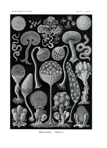 Mycetozoa, 1899-1904 av German School