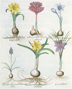 Narcissi, krokus og hyasint: 1. Narcissus autumnalis; 2.Hyacinthus autumnalis; 3. Crocum biflorum; 4.Colchium album; 5. Colchium versicolor; 6. Narcissus autumnalis, fra Hortus Eystettensis av Ba av German School
