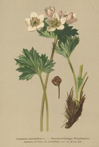 Narcissus-blomstrende anemone (Anemone narcissiflora) av German School